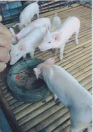 The piglets that restarted Gerry's livelihood after Typhoon Haiyan